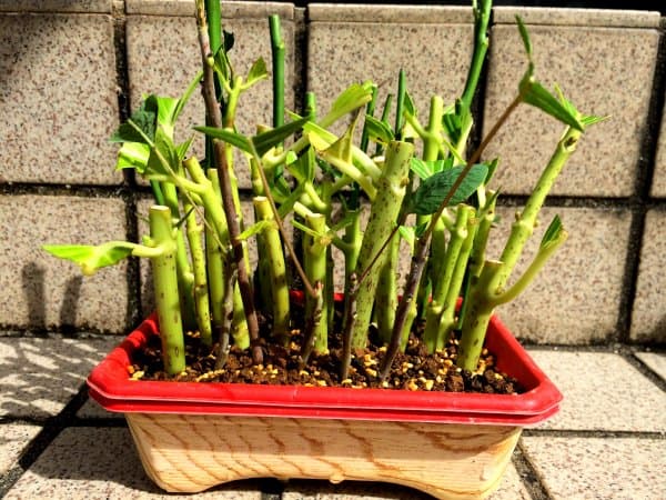 大量のアジサイの挿し木