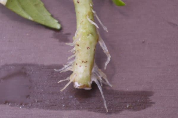 アジサイの挿し木が発根