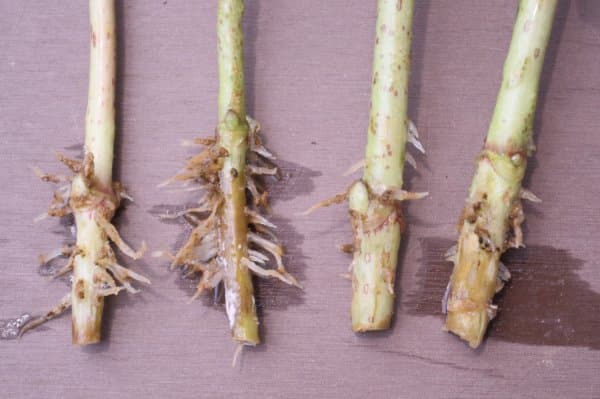 アジサイの挿し木の発根の仕方