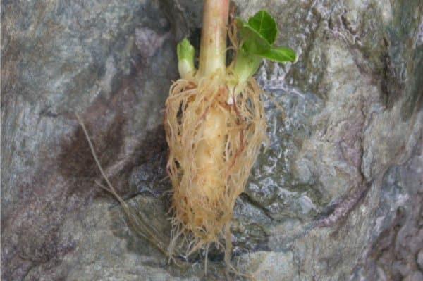アジサイの挿し木発根