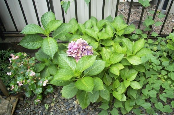 アジサイの水やり 地植え