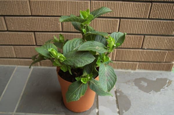 アジサイの水やり 鉢植え