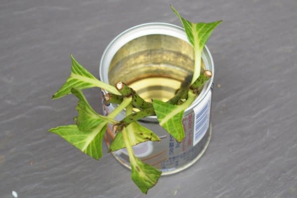 アジサイを挿し木する