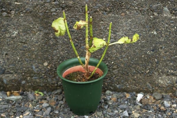 アジサイの根腐れの兆し