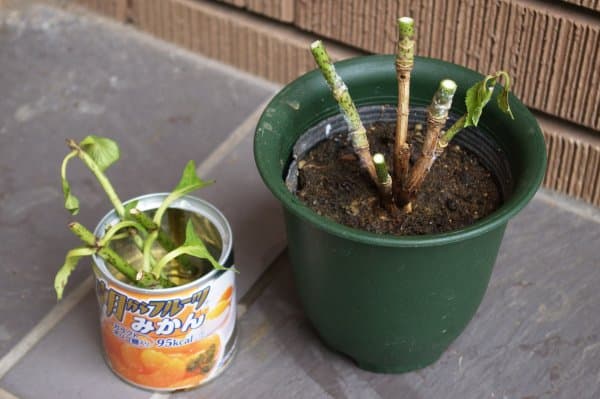 アジサイの根腐れの兆し 挿し木
