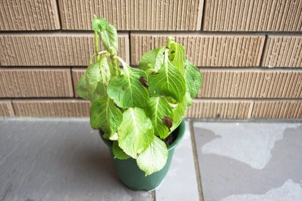 アジサイがしおれた 花を切る
